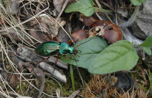 Carabus auratus